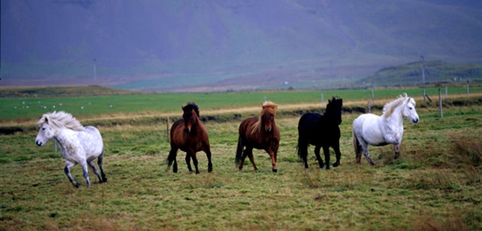 Icelandic Hoarses by GJ Travel